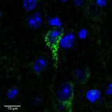 CRFR1 / CRHR1 Antibody - CRFR1 / CRHR1 antibody (0.3µg/ml) staining in green a dendrite of a neuronal cell in C57 mouse cortex. Counter-stained with DAPI (in blue).