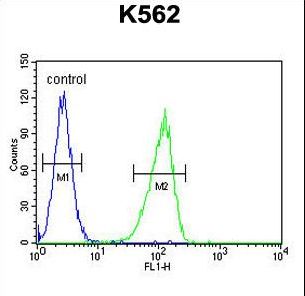 CRFR1 / CRHR1 Antibody - CRFR1 Antibody (Q103) flow cytometry of K562 cells (right histogram) compared to a negative control cell (left histogram). FITC-conjugated goat-anti-rabbit secondary antibodies were used for the analysis.