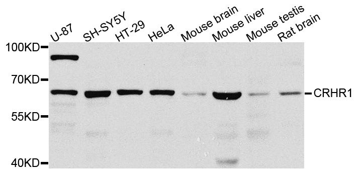 CRFR1 / CRHR1 Antibody - Western blot blot of extracts of various cells, using CRHR1 antibody.