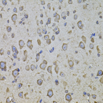 CRFR1 / CRHR1 Antibody - Immunohistochemistry of paraffin-embedded mouse brain tissue.