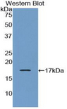 CRH / CRF Antibody - Western blot of recombinant CRH / CRF.  This image was taken for the unconjugated form of this product. Other forms have not been tested.