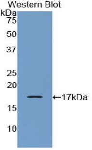 CRH / CRF Antibody - Western blot of recombinant CRH / CRF.  This image was taken for the unconjugated form of this product. Other forms have not been tested.