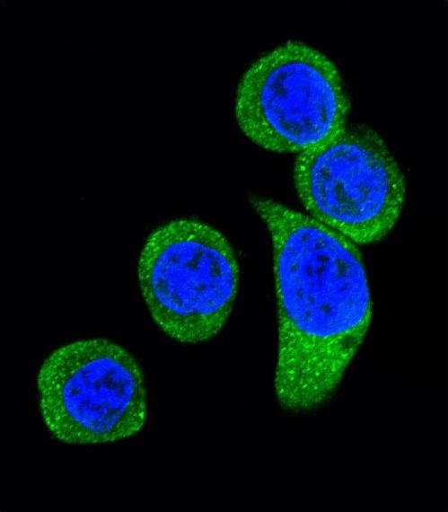 CRHR2 / CRF2 Receptor Antibody - Confocal immunofluorescence of CRHR2 Antibody with HeLa cell followed by Alexa Fluor 488-conjugated goat anti-rabbit lgG (green). DAPI was used to stain the cell nuclear (blue).