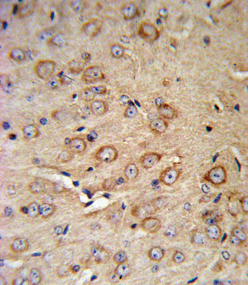 CRHR2 / CRF2 Receptor Antibody - CRHR2 Antibody IHC of formalin-fixed and paraffin-embedded mouse brain tissue followed by peroxidase-conjugated secondary antibody and DAB staining.