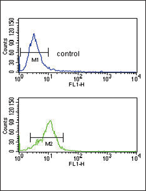 CRHR2 / CRF2 Receptor Antibody - CRHR2 Antibody flow cytometry of K562 cells (bottom histogram) compared to a negative control cell (top histogram). FITC-conjugated goat-anti-rabbit secondary antibodies were used for the analysis.