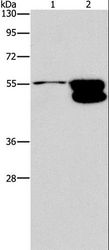 CRHR2 / CRF2 Receptor Antibody - Western blot analysis of NIH/3T3 cell and mouse brain tissue, using CRHR2 Polyclonal Antibody at dilution of 1:650.