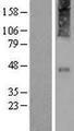 CRHR2 / CRF2 Receptor Protein - Western validation with an anti-DDK antibody * L: Control HEK293 lysate R: Over-expression lysate