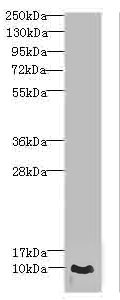 CRIP1 Antibody - Western blot All Lanes: CRIP1 antibody IgG at 1.44ug/ml+ PC-3 whole cell lysate Secondary Goat polyclonal to rabbit IgG at 1/10000 dilution Predicted band size: 9 kDa Observed band size: 9 kDa