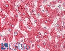 CRIP1 Antibody - Human Liver: Formalin-Fixed, Paraffin-Embedded (FFPE).  This image was taken for the unconjugated form of this product. Other forms have not been tested.