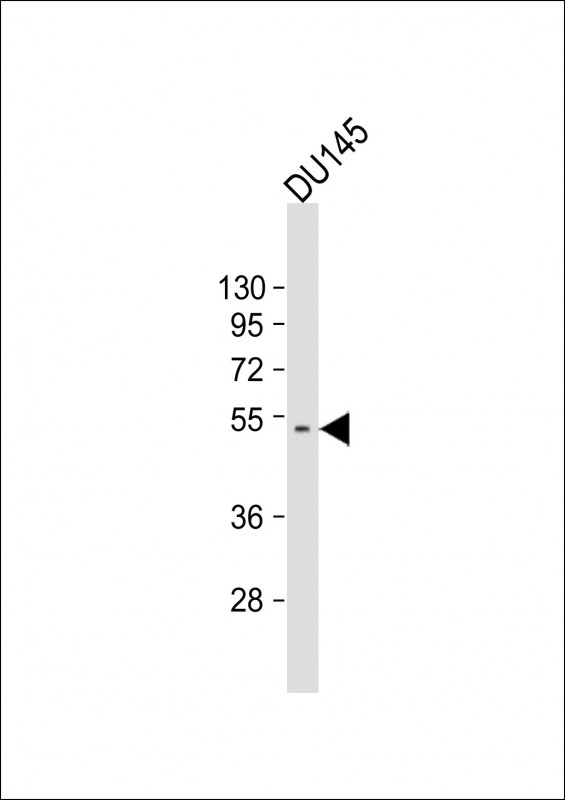 CRIPAK Antibody - Anti-CRIPAK Antibody (Center) at 1:1000 dilution + DU145 whole cell lysate Lysates/proteins at 20 ug per lane. Secondary Goat Anti-Rabbit IgG, (H+L), Peroxidase conjugated at 1:10000 dilution. Predicted band size: 43 kDa. Blocking/Dilution buffer: 5% NFDM/TBST.