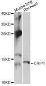 CRIPT Antibody - Western blot analysis of extracts of various cell lines, using CRIPT antibody at 1:3000 dilution. The secondary antibody used was an HRP Goat Anti-Rabbit IgG (H+L) at 1:10000 dilution. Lysates were loaded 25ug per lane and 3% nonfat dry milk in TBST was used for blocking. An ECL Kit was used for detection and the exposure time was 90s.