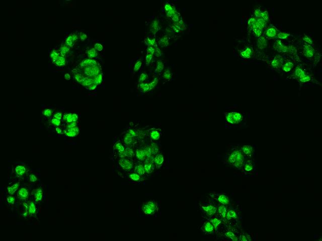 CRIPT Antibody - Immunofluorescence staining of CRIPT in HepG2 cells. Cells were fixed with 4% PFA, permeabilzed with 0.1% Triton X-100 in PBS, blocked with 10% serum, and incubated with rabbit anti-Human CRIPT polyclonal antibody (dilution ratio 1:200) at 4°C overnight. Then cells were stained with the Alexa Fluor 488-conjugated Goat Anti-rabbit IgG secondary antibody (green). Positive staining was localized to Nucleus.