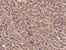 CRIPT Antibody - Immunochemical staining of human CRIPT in human liver with rabbit polyclonal antibody at 1:100 dilution, formalin-fixed paraffin embedded sections.