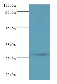 CRISP2 / TSP1 Antibody - Western blot. All lanes: CRISP2 antibody at 12 ug/ml+rat gonad tissue. Secondary antibody: Goat polyclonal to rabbit at 1:10000 dilution. Predicted band size: 27 kDa. Observed band size: 27 kDa.