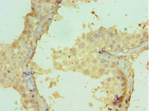 CRISP2 / TSP1 Antibody - Immunohistochemistry of paraffin-embedded human testis tissue using CRISP2 Antibody at dilution of 1:100