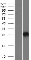 CRISP3 Protein - Western validation with an anti-DDK antibody * L: Control HEK293 lysate R: Over-expression lysate