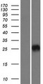 CRISP3 Protein - Western validation with an anti-DDK antibody * L: Control HEK293 lysate R: Over-expression lysate