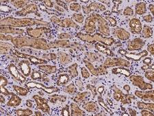 CRISPLD1 Antibody - Immunochemical staining of human CRISPLD1 in human kidney with rabbit polyclonal antibody at 1:200 dilution, formalin-fixed paraffin embedded sections.
