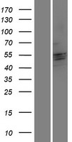 CRISPLD2 Protein - Western validation with an anti-DDK antibody * L: Control HEK293 lysate R: Over-expression lysate