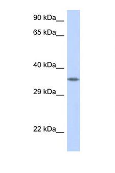 CRK Antibody - CRK antibody Western blot of 293T Cell lysate. Antibody concentration 1 ug/ml.  This image was taken for the unconjugated form of this product. Other forms have not been tested.