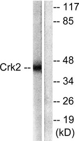 CRK Antibody - Western blot analysis of lysates from COS7 cells, using CrkII Antibody. The lane on the right is blocked with the synthesized peptide.