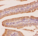 CRK Antibody - Crk p38 antibody IHC-paraffin: Mouse Intestine Tissue.