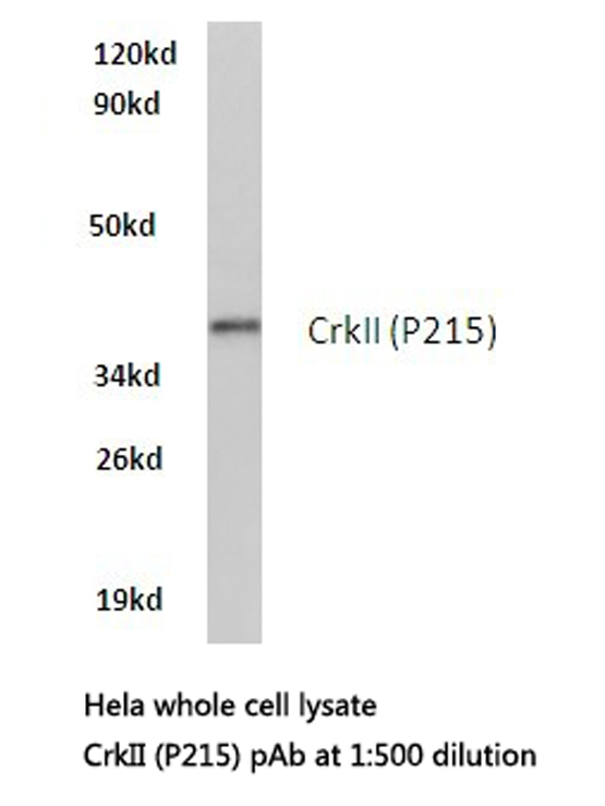 CRK Antibody - Western blot of CrkII (P215) pAb in extracts from HeLa cells.