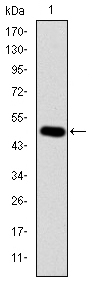 CRK Antibody - Western blot using CRK monoclonal antibody against human CRK (AA: 1-204) recombinant protein. (Expected MW is 48.4 kDa)
