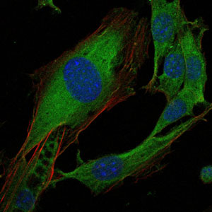 CRK Antibody - Immunofluorescence of 3T3-L1 cells using CRK mouse monoclonal antibody (green). Blue: DRAQ5 fluorescent DNA dye. Red: Actin filaments have been labeled with Alexa Fluor-555 phalloidin.