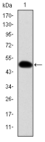 CRK Antibody - Western blot using CRK monoclonal antibody against human CRK (AA: 1-204) recombinant protein. (Expected MW is 48.4 kDa)