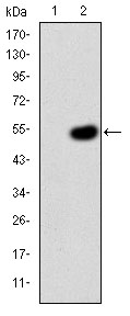 CRK Antibody - Western blot using CRK monoclonal antibody against HEK293 (1) and CRK(AA: 1-204)-hIgGFc transfected HEK293 (2) cell lysate.