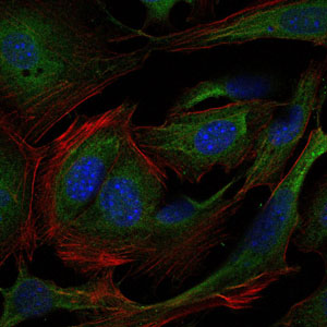 CRK Antibody - Immunofluorescence of 3T3-L1 cells using CRK mouse monoclonal antibody (green). Blue: DRAQ5 fluorescent DNA dye. Red: Actin filaments have been labeled with Alexa Fluor-555 phalloidin.