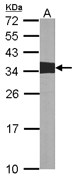 CRK Antibody - Sample (30 ug of whole cell lysate). A: NIH-3T3 12% SDS PAGE. CRK antibody diluted at 1:1000.