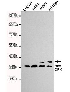 CRK Antibody - Western blot detection of CrkII in Lncap, A431, MCF7 and HT1080 cell lysates using CrkII mouse monoclonal antibody (1:1000 dilution). Predicted band size: 34kDa. Observed band size: 34kDa.