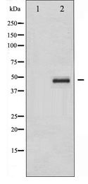 CRK Antibody - Western blot of CrkII expression in COS7 whole cell lysates,The lane on the left is treated with the antigen-specific peptide.