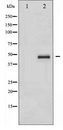 CRK Antibody - Western blot of CrkII expression in COS7 whole cell lysates,The lane on the left is treated with the antigen-specific peptide.