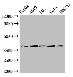 CRK Antibody - Positive Western Blot detected in HepG2 whole cell lysate, A549 whole cell lysate, PC3 whole cell lysate, Hela whole cell lysate, HEK293 whole cell lysate. All lanes: CRK antibody at 3 µg/ml Secondary Goat polyclonal to rabbit IgG at 1/50000 dilution. Predicted band size: 34, 23 KDa. Observed band size: 37 KDa