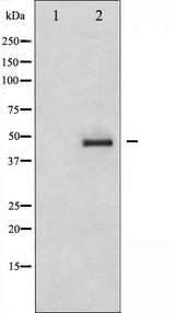 CRK Antibody - Western blot analysis of CrkII expression in COS7 whole cells lysates. The lane on the left is treated with the antigen-specific peptide.