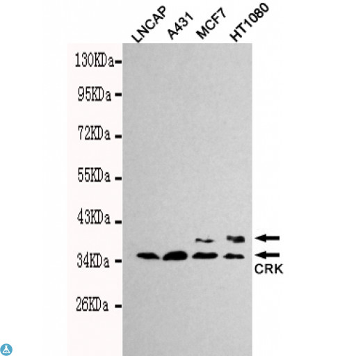 CRK Antibody - Western blot detection of CrkII in Lncap, A431, MCF7 and HT1080 cell lysates using CrkII mouse mAb (1:1000 diluted). Predicted band size: 34kDa. Observed band size: 34kDa.