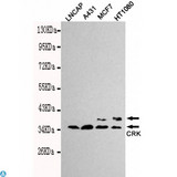 CRK Antibody - Western blot detection of CrkII in Lncap, A431, MCF7 and HT1080 cell lysates using CrkII mouse mAb (1:1000 diluted). Predicted band size: 34kDa. Observed band size: 34kDa.