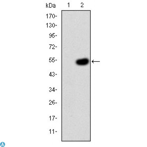 CRK Antibody - ELISA analysis of Crk II antibody.