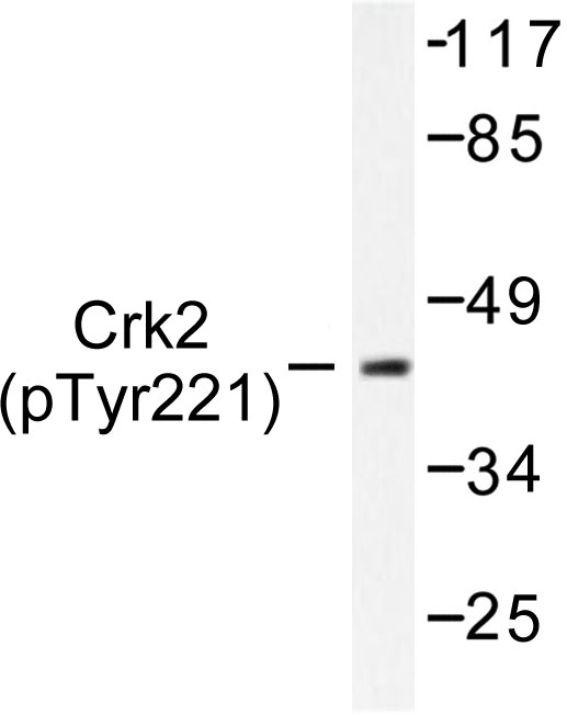CRK Antibody - Western blot of p-Crk II (Y221) pAb in extracts from COS7 cells.