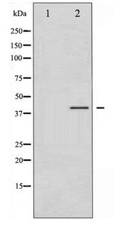 CRK Antibody - Western blot of CrkII phosphorylation expression in COS7 whole cell lysates,The lane on the left is treated with the antigen-specific peptide.