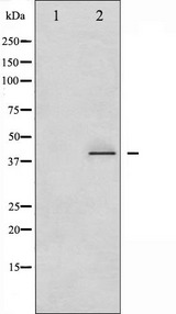 CRK Antibody - Western blot analysis of CrkII phosphorylation expression in COS7 whole cells lysates. The lane on the left is treated with the antigen-specific peptide.