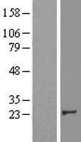 CRK Protein - Western validation with an anti-DDK antibody * L: Control HEK293 lysate R: Over-expression lysate