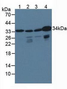 CRKL Antibody - Western Blot; Sample: Lane1: Porcine Brain Tissue; Lane2: Human HepG2 Cells; Lane3: Human Hela Cells; Lane4: Human K562 Cells.