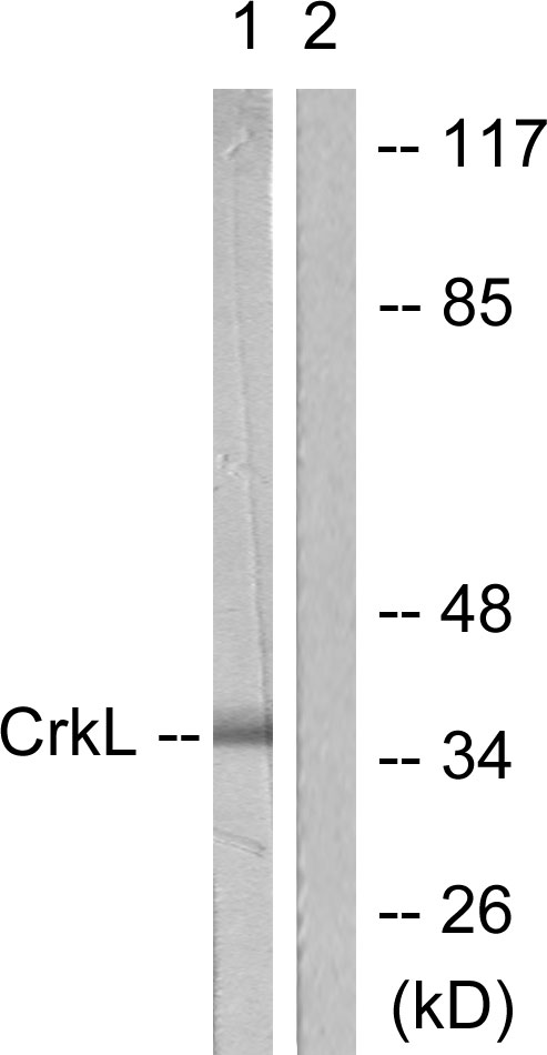 CRKL Antibody - Western blot analysis of lysates from 293 cells, using CrkL Antibody. The lane on the right is blocked with the synthesized peptide.