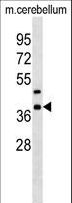CRKL Antibody - Mouse Crkl Antibody western blot of mouse cerebellum tissue lysates (35 ug/lane). The Crkl antibody detected the Crkl protein (arrow).