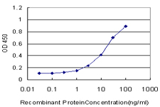 CRKL Antibody - Detection limit for recombinant GST tagged CRKL is approximately 0.3 ng/ml as a capture antibody.