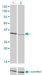 CRKL Antibody - Western blot analysis of CRKL over-expressed 293 cell line, cotransfected with CRKL Validated Chimera RNAi (Lane 2) or non-transfected control (Lane 1). Blot probed with CRKL monoclonal antibody (M03), clone 4B5 . GAPDH ( 36.1 kDa ) used as specificity and loading control.